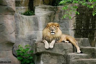 Lion Wallpaper Images For Lion Desktop Hd Wallpapers Collection ...