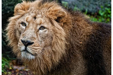 Indian Lion By Reto On DeviantArt