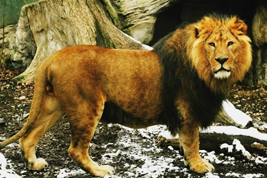 Lion Wallpapers 3d For Desktop