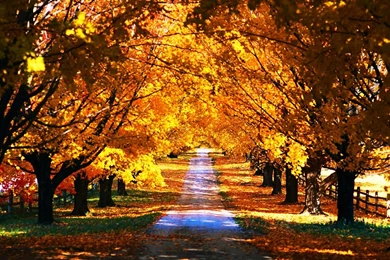 Other: Autumn Road Light Colors Trees Fall Leaves HD Desktop For ...