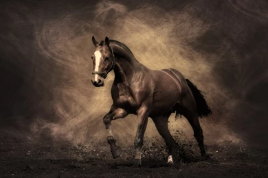 Arabian Horse Wallpapers