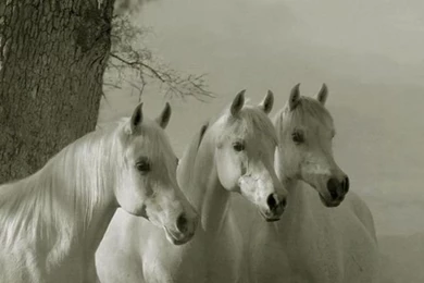 Free Arabian Horses Wallpapers   Download The Free Arabian Horses ...