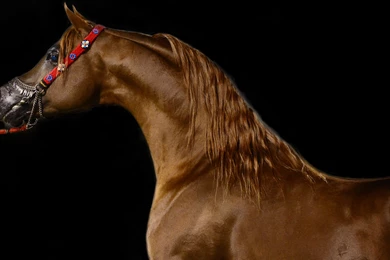 Arabian Horse Ultra Hd Wallpapers   Ultra High Definition ...