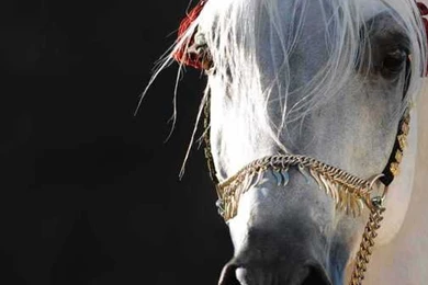 Arabian Horse High Resolution Wallpapers