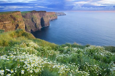 The Cliffs Of Moher In Summer With Daisies Growing － Landscape ...