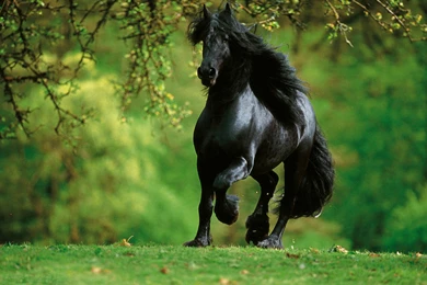 Arabian Horse Wallpapers For Free Download