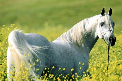 White Arabian Horse Wallpapers
