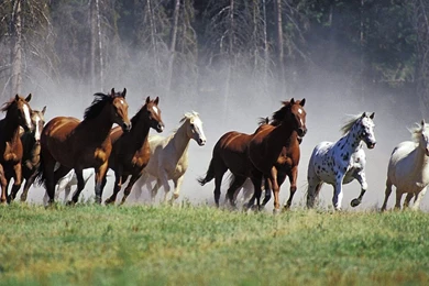 Black Arabian Horse Running