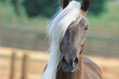 Wallpaper, Horse Backgrounds, Horse Images, Horse Computer ...