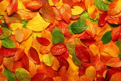 25+ Autumn Wallpapers, Backgrounds, Images