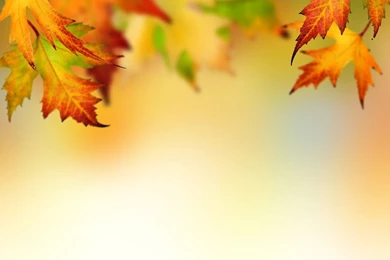 Autumn Leaves Backgrounds