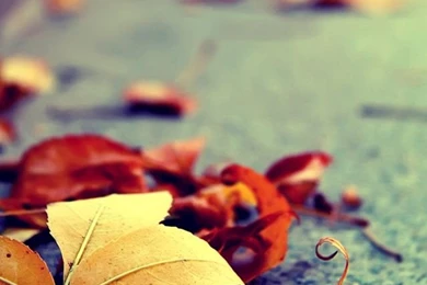 AUTUMN / FALL, IPHONE WALLPAPER BACKGROUND