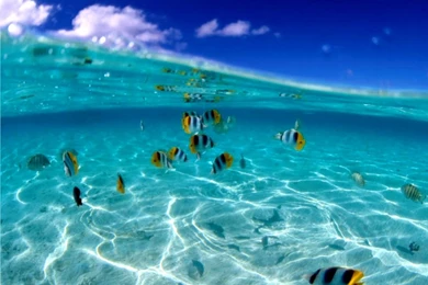 Fish Desktop Backgrounds