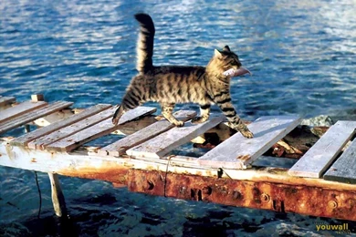YouWall   Fishing Cat Wallpapers   Wallpaper,wallpapers,free ...