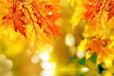 Autumn Wallpaper Backgrounds Download  AtozWallpapers