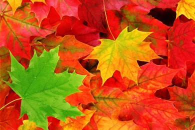 Autumn Wallpapers For Windows 7
