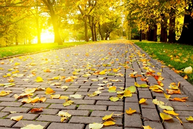 Leaves Yellow Autumn Wallpapers