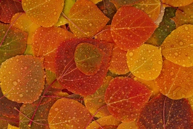 Fall Leaves Backgrounds Wallpapers Cave
