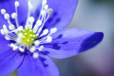 Desktop Wallpaper Images Of Flowers HD Wallpapers Desktop ...