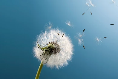 Samsung Galaxy S3 Wallpapers