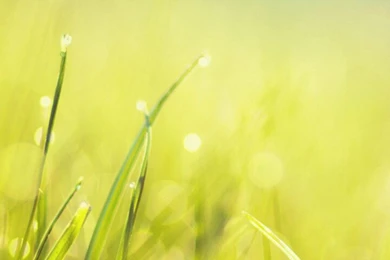 Green Grass Backgrounds 720x1280 Samsung Galaxy S3 Wallpapers ...