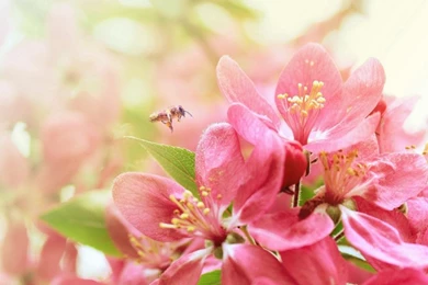 Warm And Pure Pink Flowers Desktop Wallpapers 1280x720 Hd Wallpapers ...