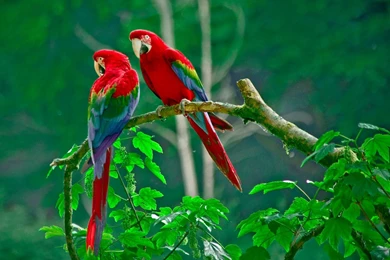 Parrots Paradise Wallpapers