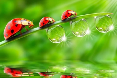 Ladybugs Water Drop Wallpapers