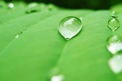 Gallery For > Water Drop Wallpapers