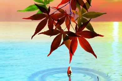 Water Drop. Flowers And Leaves   Android Apps On Google Play