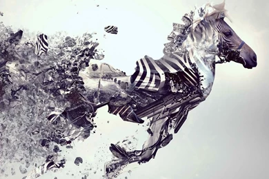 Cool Zebra iPad Wallpaper!