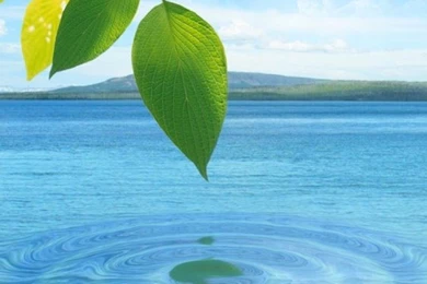 Water Drop. Flowers And Leaves   Android Apps On Google Play