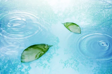 Beautiful Water Drop Wallpapers