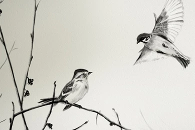 Sparrow Sumi e By Gerky7518 On DeviantArt