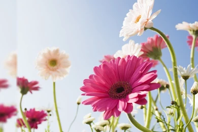 Wallpapers Of Flowers For Desktop Backgrounds