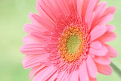 Wallpapers Of Flowers For Desktop Backgrounds