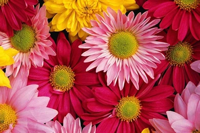 Flower Images For Desktop Backgrounds   Wallpapers Cave