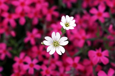 Widescreen_wallpapers of flowers for desktop backgrounds