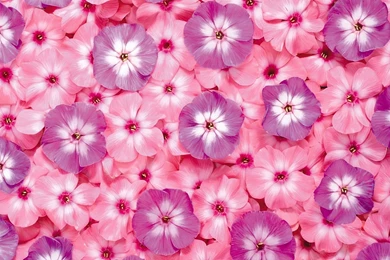 Flowers For Desktop Backgrounds   Wallpapers Cave
