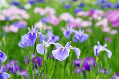 Description The Wallpapers Above Is Iris Flowers Wallpapers In