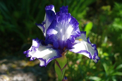 Images Of Iris Flowers   Wallpapers HD Wide
