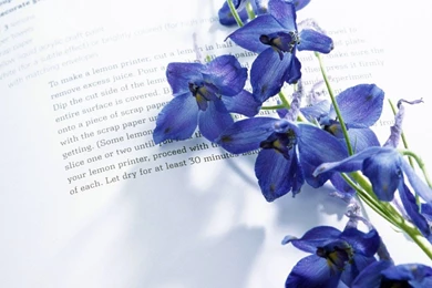 Iris Flower Book Reading