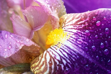 Download Iris Close Up Wallpapers Flowers Nature Wallpapers ...