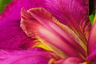 PINK IRIS FLOWER   Online Wallpapers HD