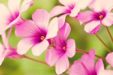 Free HD Flower Wallpapers   Wallpapers Cave