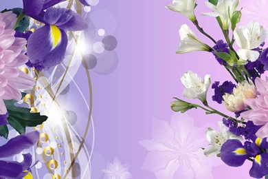 Wallpapers Purple Gold Red Hd Iris Spring 1920x1080