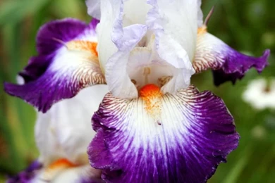 Iris Violet White Blanc Flower Wallpapers