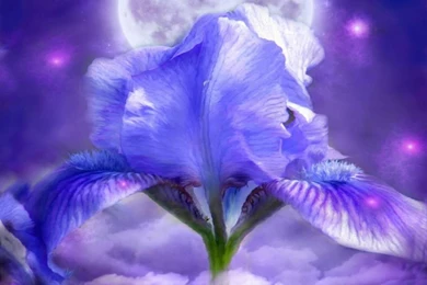 Flowers Iris Iris In Moonlight – Nature Flowers HD Desktop Wallpapers
