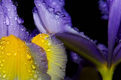 Iris HD Wallpapers ( Flowers )   HD Wallpapers Inx
