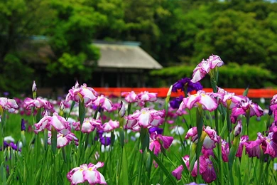 Iris Wallpapers For Desktop